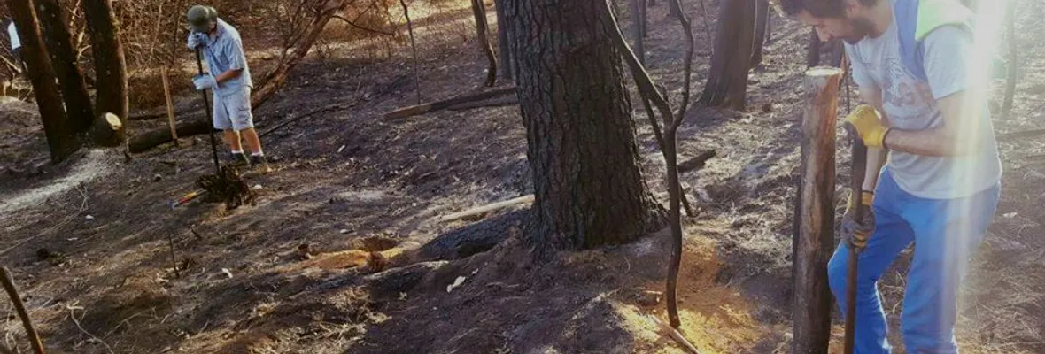 Organizaciones sociales realizan trabajos voluntarios en Florida y Hualqui, tras paso de incendio forestal