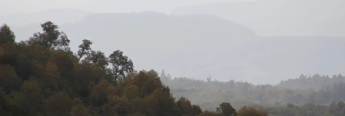 Nuevo estudio encuentra evidencias que explican la productividad de los bosques con mayor biodiversidad