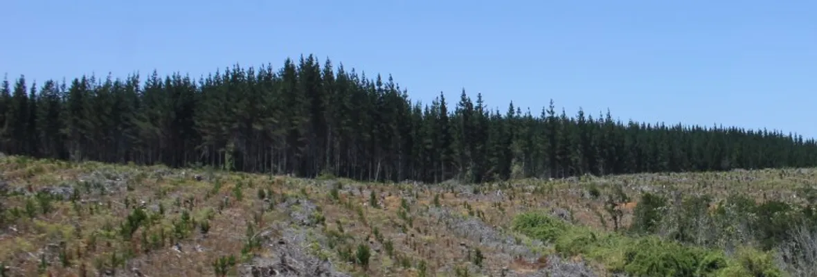 Movimiento Mundial por los Bosques exige a la FAO que reconozca que las plantaciones no son bosques
