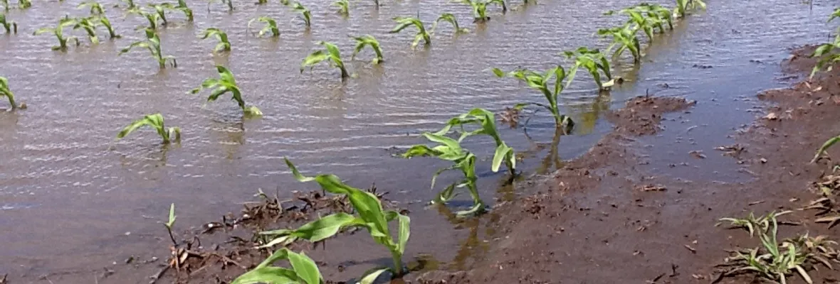 Agronegocios e inundaciones: "el suelo no absorbe agua"