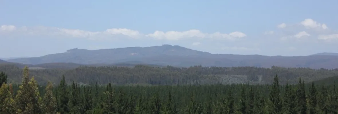 Estudio confirma el impacto negativo de la industria forestal