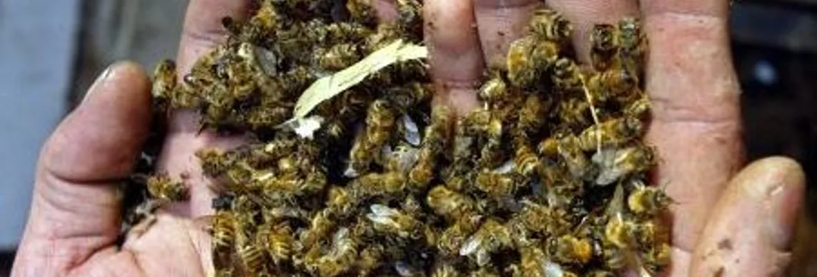 Nuevo Proyecto de ley de regulación de la apicultura: pierden las abejas y ganan Monsanto/Bayer  y Syngenta