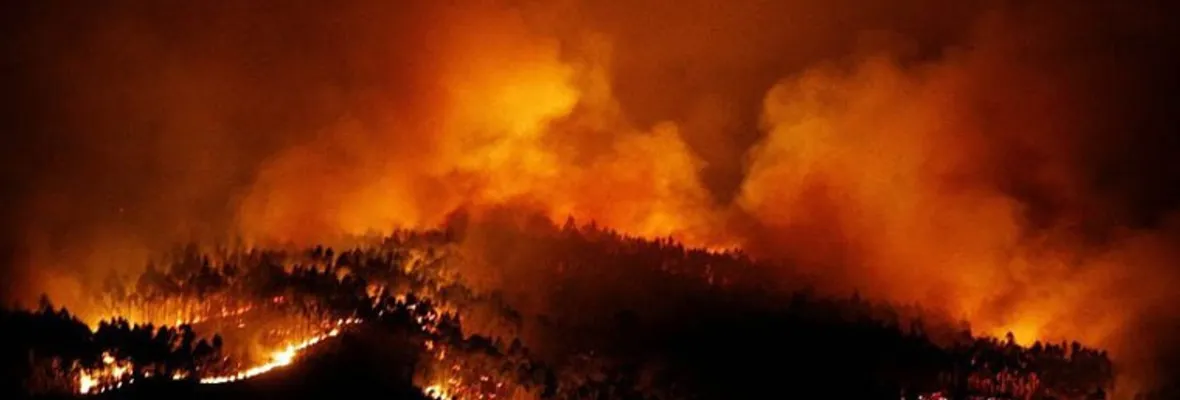 Portugal busca limitar las plantaciones de eucaliptos para evitar mega incendios forestales