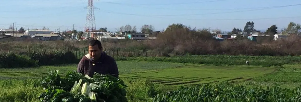 Ante imposición del SEA, horticultores continúan defendiendo humedal Los Batros y su fuente laboral