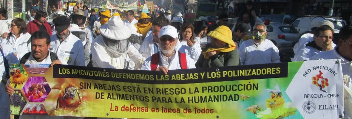 Multitudinaria marcha en Valparaíso: Sin abejas no hay vida