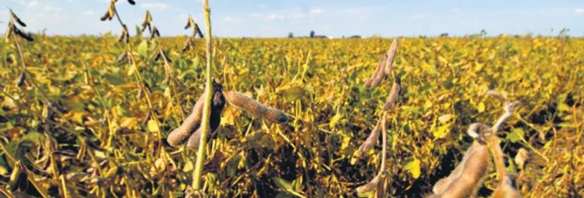 Comisión que aprueba transgénicos está en manos de investigadores vinculados a empresas del sector en Argentina