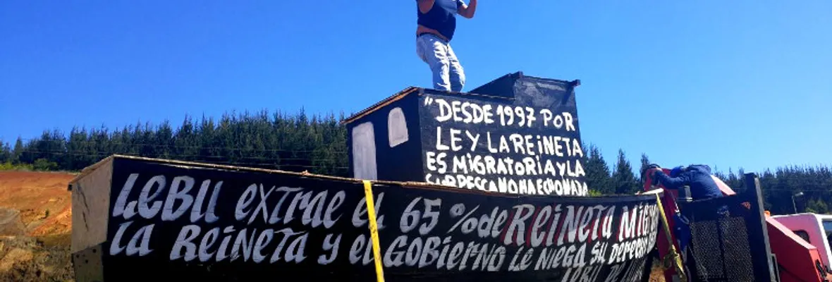 Pescadores de Lebu en pie de guerra para que la reineta sea declarada especie migratoria