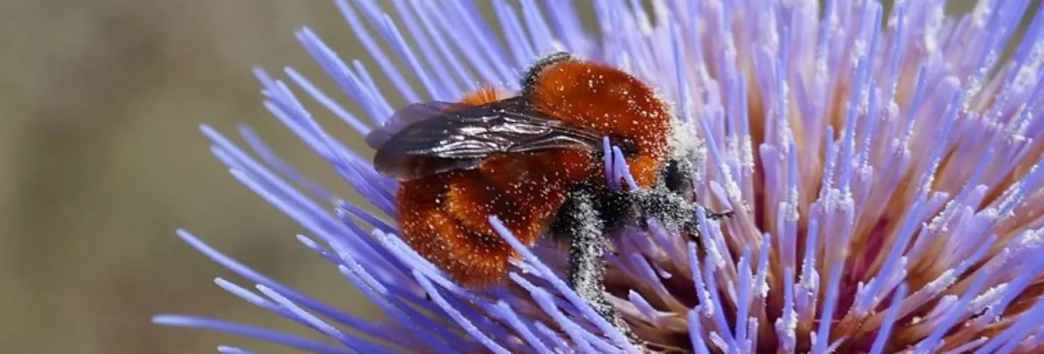 Revelan alarmante relación entre fungicidas y declive de abejorros y abejas