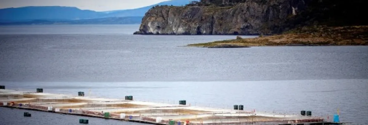 Confirman daño estructural jaula de cosecha: nueva fuga de salmones en Región de Los Lagos