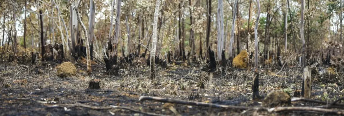 Proyectan la extinción de más de la mitad de las plantas y animales en las ecorregiones más ricas de la Tierra