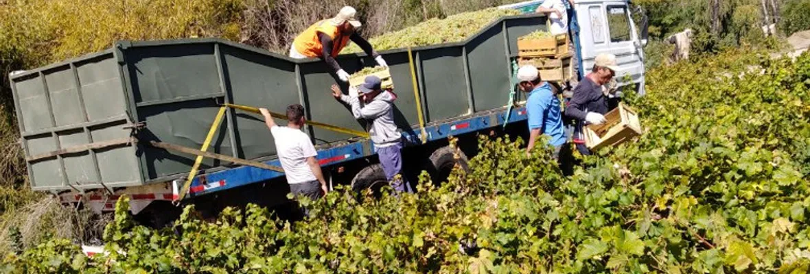 Coalición Nacional de Viñateros denuncia a grandes viñas: Abusan de su posición dominante y añaden agua al vino, junto a otros compuestos, sin declararlo