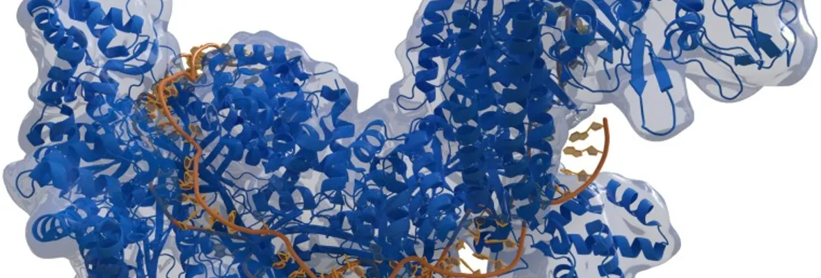 Nuevo estudio rebaja expectativas de la tecnología de edición genética o CRISPR
