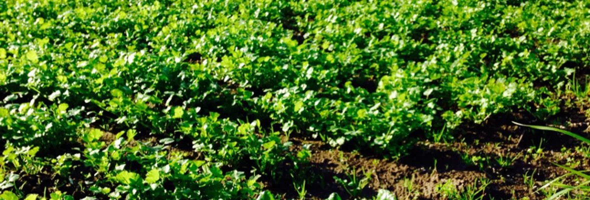 Verduras, una necesidad en riesgo en el Gran Concepción