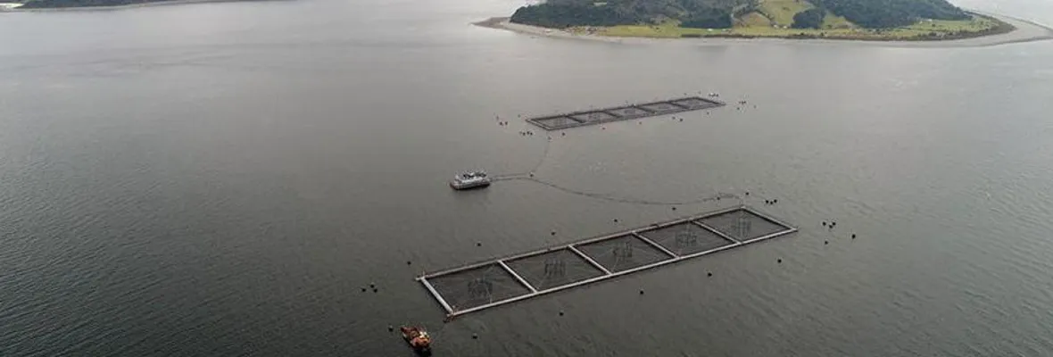 Escape de salmones en Calbuco y ambientalismo V.I.P. : La insoportable levedad del ser