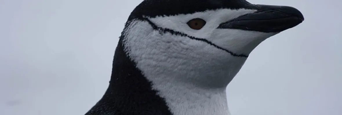 Estudio evalúa exposición a mercurio en pingüinos de la costa chilena y antártica