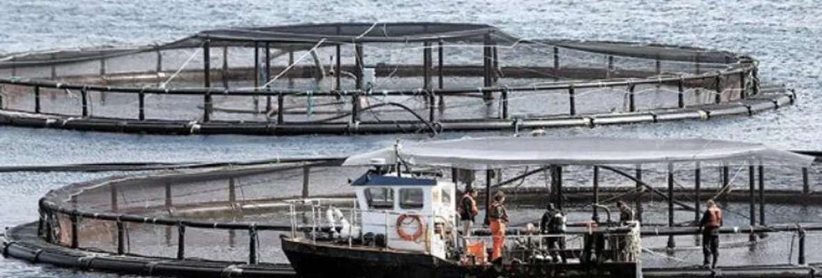5 centros salmoneros ingresaron a evaluación ambiental en la costa del Biobío