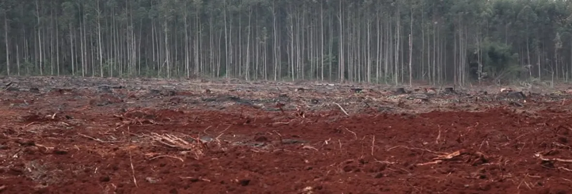 Porqué no podemos simplemente plantar árboles
