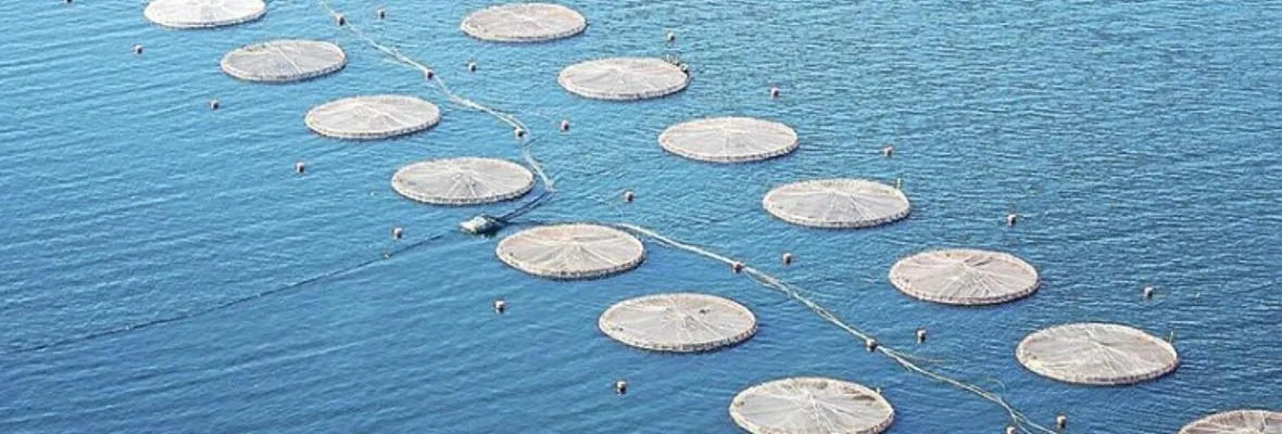 Ya son 15 los proyectos salmoneros que ingresaron a evaluación ambiental en el Biobío