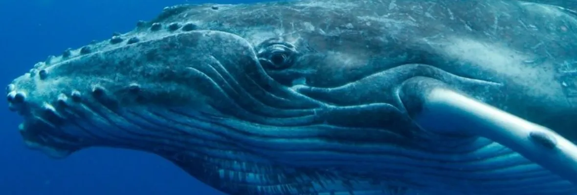 Japón amenaza retomar caza de ballenas unilateralmente tras rechazo de su propuesta de levantar prohibición