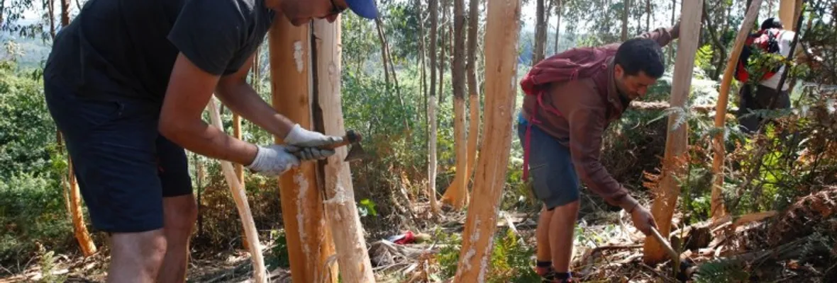Brigadas contra eucaliptos buscan proteger comunidades ante incendios forestales en Galicia