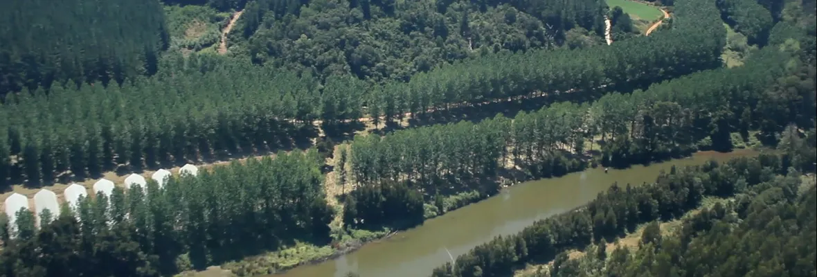 Estudios apuntan a influencia negativa de plantaciones agrícolas y forestales en ambientes acuáticos