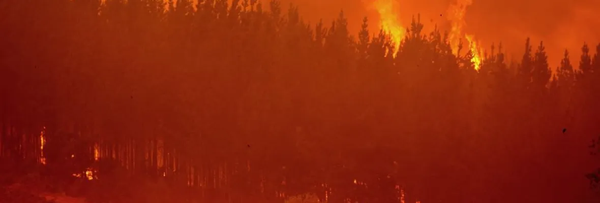 Estudio alerta peligro creciente de megaincendios a causa de plantaciones forestales y cambio climático