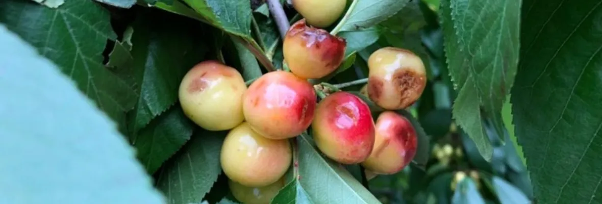 Reportan daño a cultivos y proyectan despidos en exportadoras de fruta tras granizada en la zona central