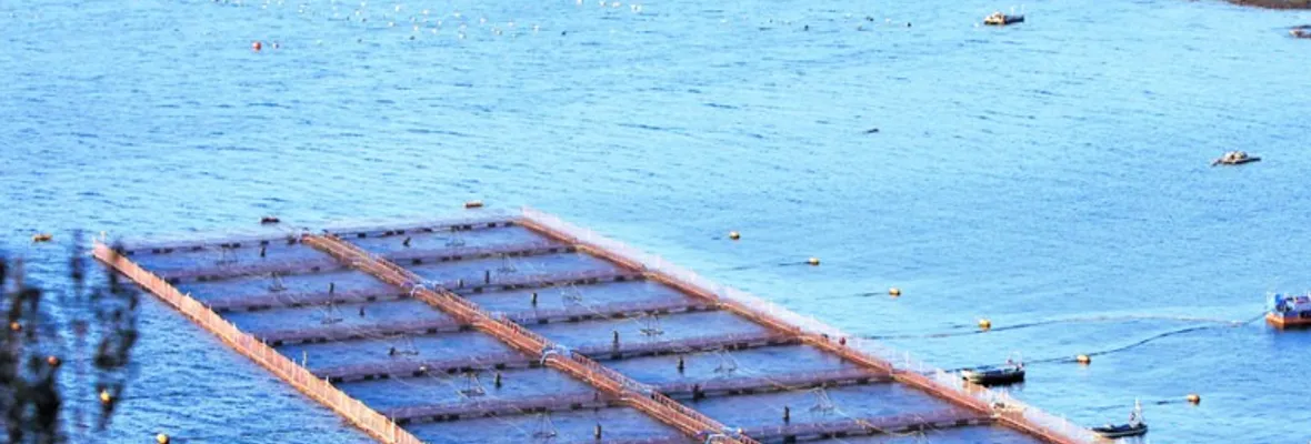 Acusan a directora regional del SEA en Los Ríos por conflicto de intereses con empresas salmoneras