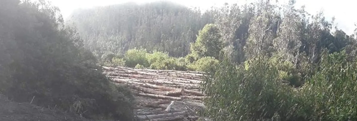 Preocupación por faenas de Forestal Arauco en acceso comunitario al río Caramávida
