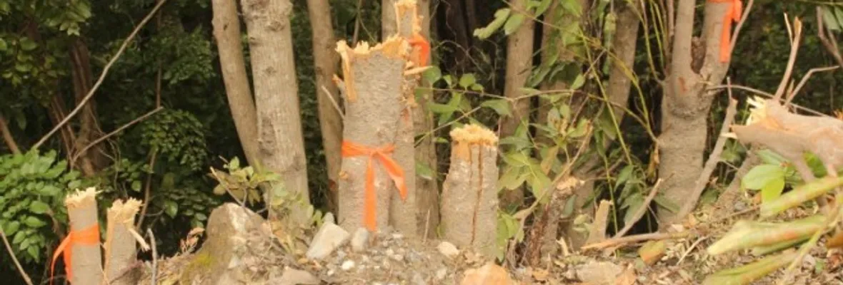 Denuncian tala de bosque nativo en Caramávida, comuna de Los Álamos