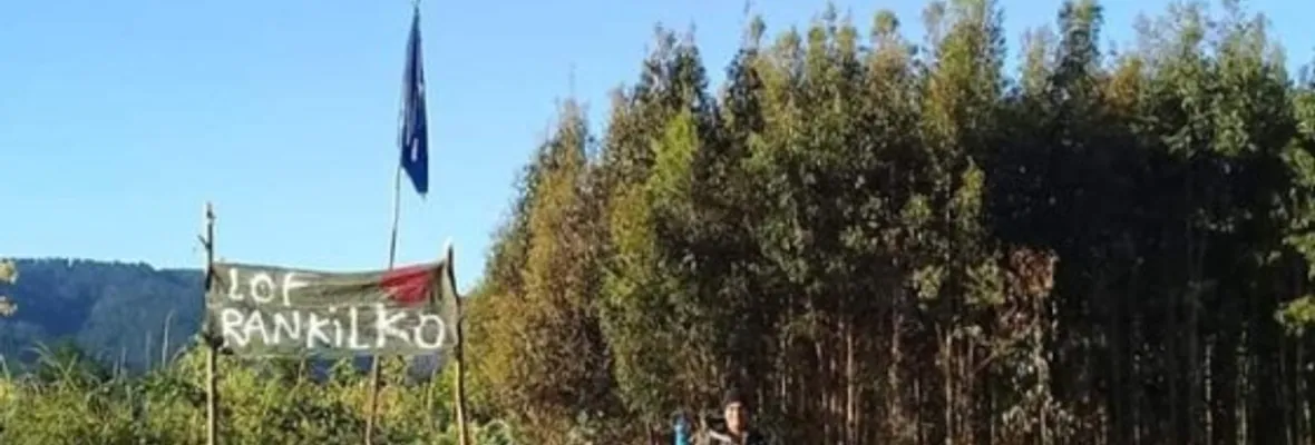 Comunidad mapuche Rankilko inicia nuevas recuperaciones territoriales en bajo Malleco