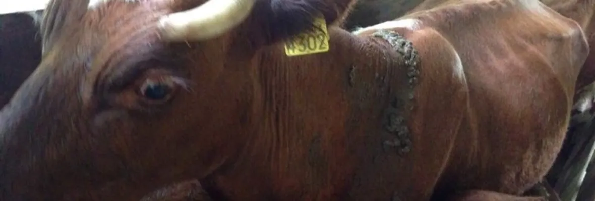 Evaluación veterinaria constató preocupante estado de salud de animales tras desalojos por embalse Punilla
