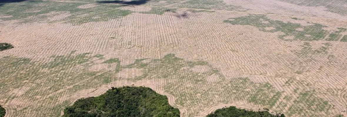El nuevo código forestal en Brasil potenciará la deforestación legal del Amazonas