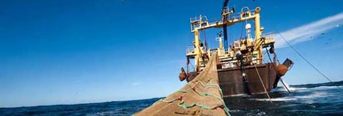Gobierno se cuadra con pesca industrial: Anuncia veto a eliminación de pesca de arrastre para jibia