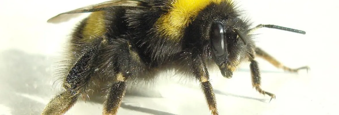 Estudio propone 11 razones para que Chile detenga la importación del abejorro comercial Bombus terrestris