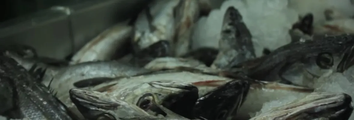 Estudio evalúa presencia de microplásticos en los peces más consumidos del Biobío