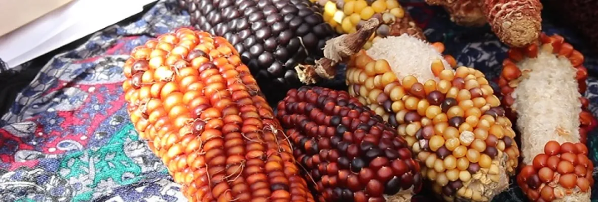 Proceso eco-constituyente: ¿Qué es el Derecho a la Soberanía Alimentaria?