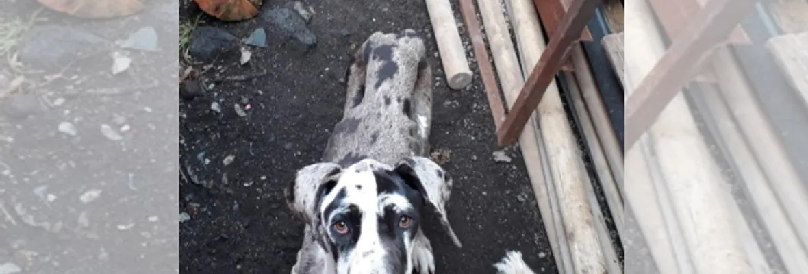 Dirigenta de Evopoli en la Araucanía es formalizada por maltrato animal