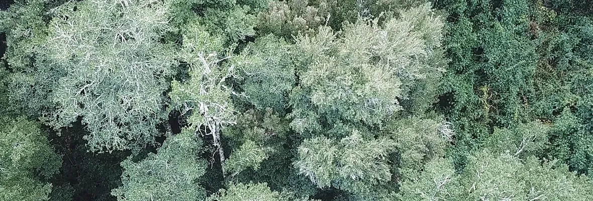 Reconocen especies en ecosistema amenazado por proyecto minero en Penco