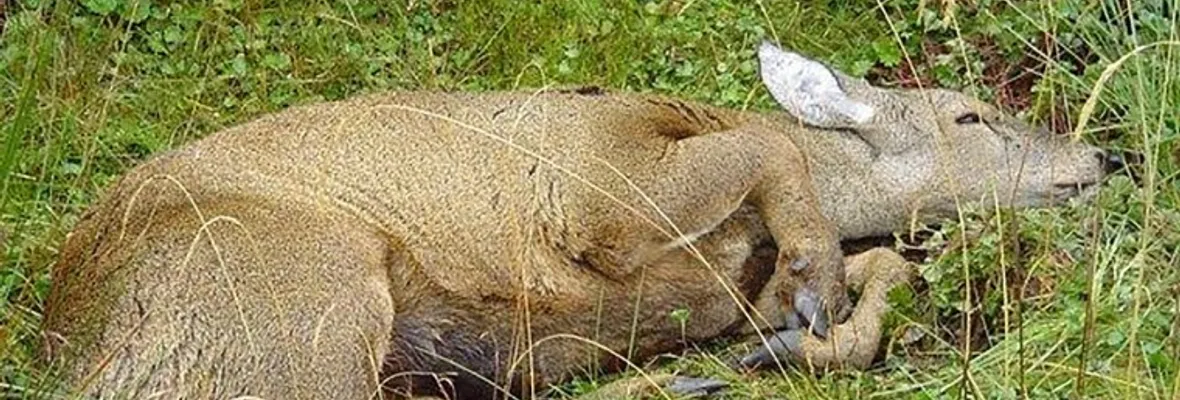 Enfermedad potencialmente mortal afecta al Huemul en peligro de extinción en Chile