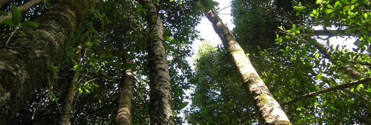 Leyenda Popular de Arauco: El Arbol encantado de Carampangue