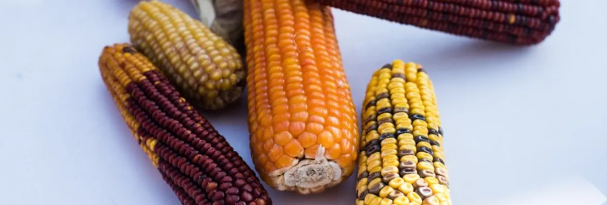 Centro Agroecológico Longaví invita a intercambio de semillas este sábado en la comuna