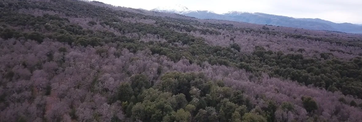 La biodiversidad incrementa la estabilidad de los ecosistemas boscosos, demuestra estudio