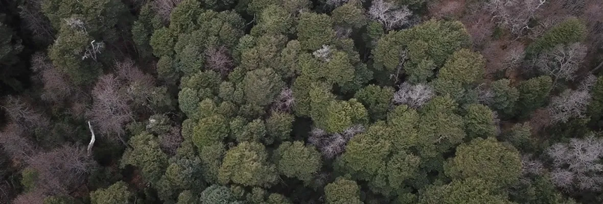 Tala ilegal: Corte de Valdivia ordenó a dueño de predio a pagar multa y reforestar con árboles nativos