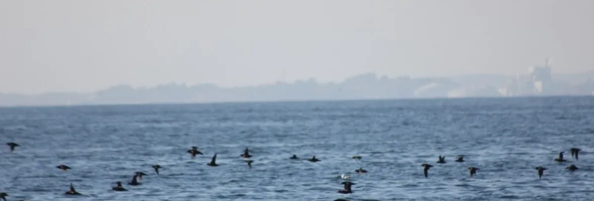 ¿A quién pertenece la biodiversidad en el océano? Estudio analiza el control corporativo y la gobernanza global marina