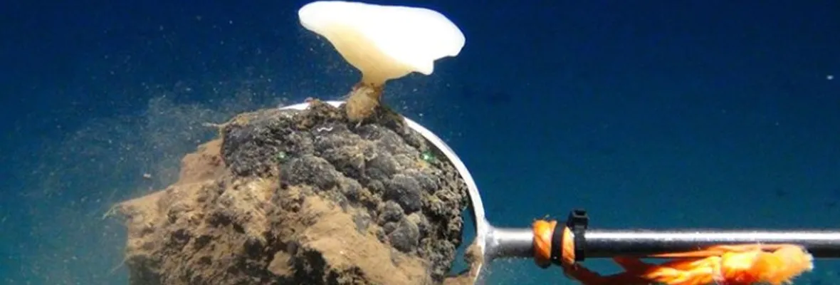 Minería submarina: Estados y empresas buscan explotar enormes yacimientos con alto riesgo de extinguir miles de especies