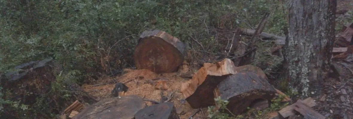 Video: CODEFF suma críticas a U. de Concepción por manejo de bosque nativo en Yungay