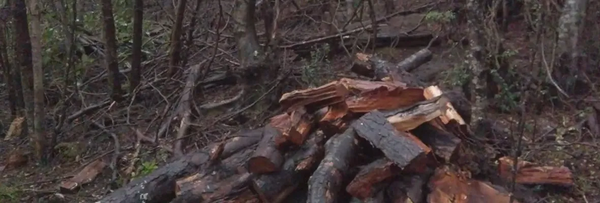 Video: Campesinos denuncian a U. de Concepción por tala de bosque nativo en Yungay