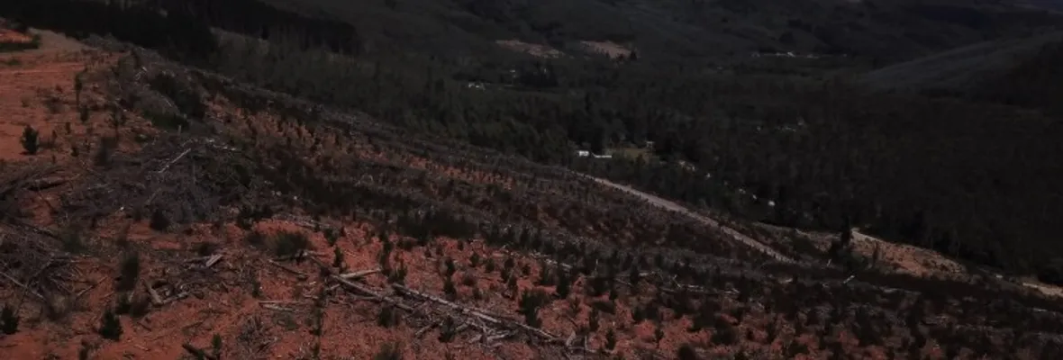 Plantar monocultivos de pinos y eucaliptos es una “traición a la patria” asegura doctor en ciencias climáticas