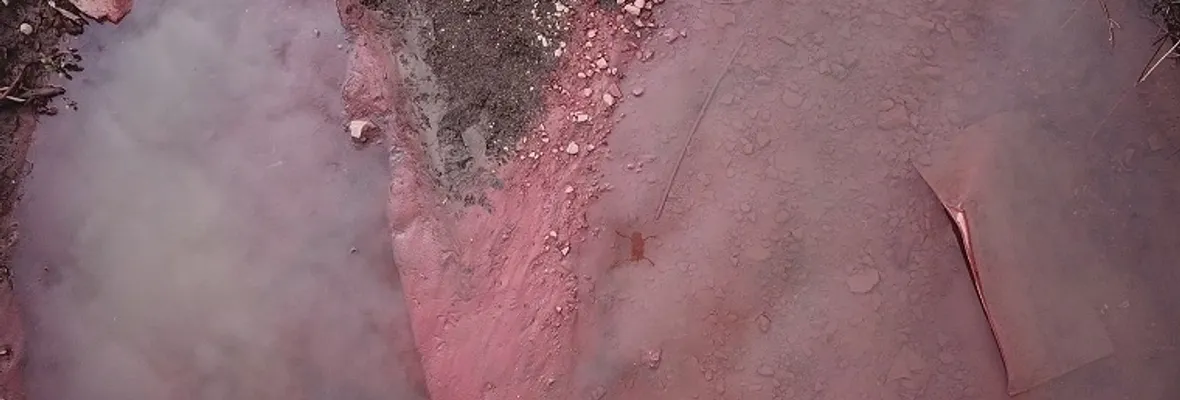 Continúa la contaminación de humedales en el Gran Concepción, ahora pintura industrial en el Humedal Paicaví